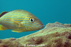 Bluestriped Grunt at the Fish Camp Rocks off the beach in... by Michael Kovach 